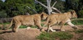 Two young lion cubs playing and biting. Royalty Free Stock Photo