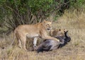 Two young lioness made a wildebeest kill seen at Masai Mara, Kenya Royalty Free Stock Photo