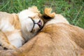 Two young lions cuddle and play with each other