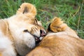 Two young lions cuddle and play with each other