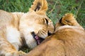 Two young lions cuddle and play with each other Royalty Free Stock Photo