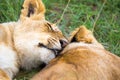 Two young lions cuddle and play with each other Royalty Free Stock Photo