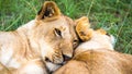 Two young lions cuddle and play with each other