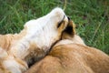 Two young lions cuddle and play with each other Royalty Free Stock Photo