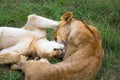 Two young lions cuddle and play with each other Royalty Free Stock Photo