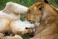 Two young lions cuddle and play with each other