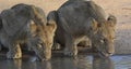 Two young lions drinking at a waterhole