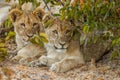 Two young lions ( Panthera Leo) looking alert, Ongava Private Game Reserve, Namibia. Royalty Free Stock Photo