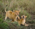 Two young lions playing with each other. National Park. Kenya. Tanzania. Maasai Mara. Serengeti. Royalty Free Stock Photo