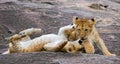 Two young lions playing with each other. National Park. Kenya. Tanzania. Maasai Mara. Serengeti. Royalty Free Stock Photo