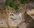 Two young lions playing with each other. National Park. Kenya. Tanzania. Maasai Mara. Serengeti. Royalty Free Stock Photo