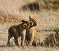 Two young lions playing with each other. National Park. Kenya. Tanzania. Maasai Mara. Serengeti. Royalty Free Stock Photo