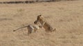 Two young lions playing in a grassland seen at Masaimara, Kenya Royalty Free Stock Photo