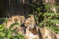 Two young lions in a zoo, relaxing and cleaning each other their fur in their outdoor enclosure at a sunny day in summer. Royalty Free Stock Photo