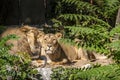 Two young lions in a zoo, relaxing and cleaning each other their fur in their outdoor enclosure at a sunny day in summer. Royalty Free Stock Photo