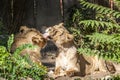 Two young lions in a zoo, relaxing and cleaning each other their fur in their outdoor enclosure at a sunny day in summer. Royalty Free Stock Photo