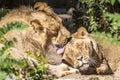 Two young lions in a zoo, relaxing and cleaning each other their fur in their outdoor enclosure at a sunny day in summer. Royalty Free Stock Photo