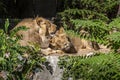 Two young lions in a zoo, relaxing and cleaning each other their fur in their outdoor enclosure at a sunny day in summer. Royalty Free Stock Photo