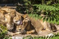 Two young lions in a zoo, relaxing and cleaning each other their fur in their outdoor enclosure at a sunny day in summer. Royalty Free Stock Photo