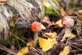 Two young little Fly agaric mushroom in fall forest with yellow leaves. Amanita muscaria in autumn nature Royalty Free Stock Photo