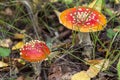 Two young little Fly agaric mushroom in fall forest with yellow leaves. Amanita muscaria wild mushrooms in autumn nature Royalty Free Stock Photo