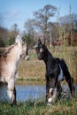 Two young and little goats game of fight Royalty Free Stock Photo