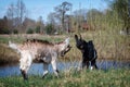 Two young and little goats game of fight Royalty Free Stock Photo