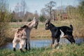 Two young and little goats game of fight Royalty Free Stock Photo