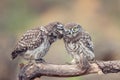 Two young Little owls, Athene noctua, sitting on a stick pressed against each other Royalty Free Stock Photo