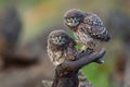 Two young little owls sit on a stick and look forward Royalty Free Stock Photo