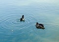 Two young little wild ducks on the lake Royalty Free Stock Photo