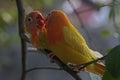 Two young lovebirds are perched on a tree trunk.