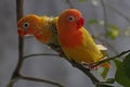 Two young lovebirds are perched on a tree trunk.