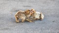 Two young macaques playing Royalty Free Stock Photo