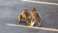 Two young macaques playing Royalty Free Stock Photo