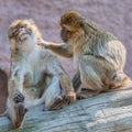 Two young macaques taking care of each other, extreme closeup, details Royalty Free Stock Photo
