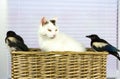 Two young Magpies discovered the cat basket. Royalty Free Stock Photo