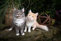 Two cats making a funny face Royalty Free Stock Photo
