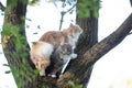 Two cats outdoors on a tree Royalty Free Stock Photo