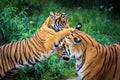 Two young malayan tigers fighting