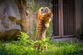 Two young malayan tigers fighting