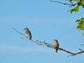 Two Young Male Eastern Bluebirds Perched on a Tree Branch