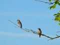 Two Young Male Eastern Bluebirds on a Tree Branch One Looking at the Other