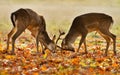 Two young male fallow deer fighting during rut Royalty Free Stock Photo