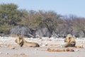 Two young male lazy Lions lying down on the ground. Zebra defocused walking undisturbed in the background. Wildlife safari in th