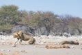 Two young male lazy Lions lying down on the ground. Zebra defocused walking undisturbed in the background. Wildlife safari in th Royalty Free Stock Photo