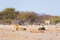 Two young male lazy Lions lying down on the ground. Zebra defocused walking undisturbed in the background. Wildlife safari in th Royalty Free Stock Photo