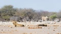 Two young male lazy Lions lying down on the ground. Zebra defocused walking undisturbed in the background. Wildlife safari in th