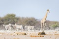 Two young male lazy Lions lying down on the ground. Zebra and giraffe defocused walking undisturbed in the background. Wildlife Royalty Free Stock Photo