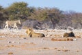 Two young male lazy Lions lying down Royalty Free Stock Photo